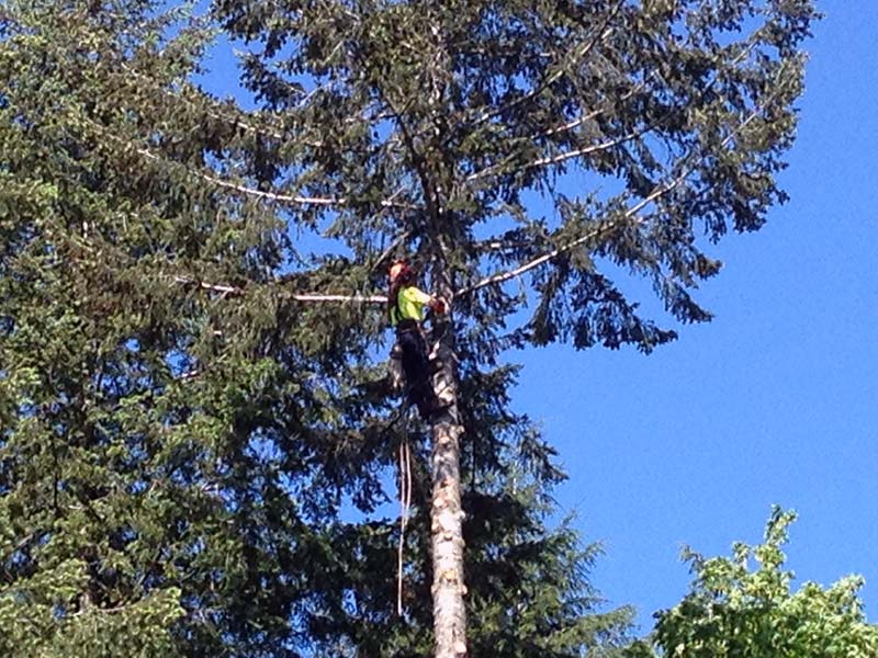 CR Tree Service – For more than 40 years, the friendly team at C R Tree ...